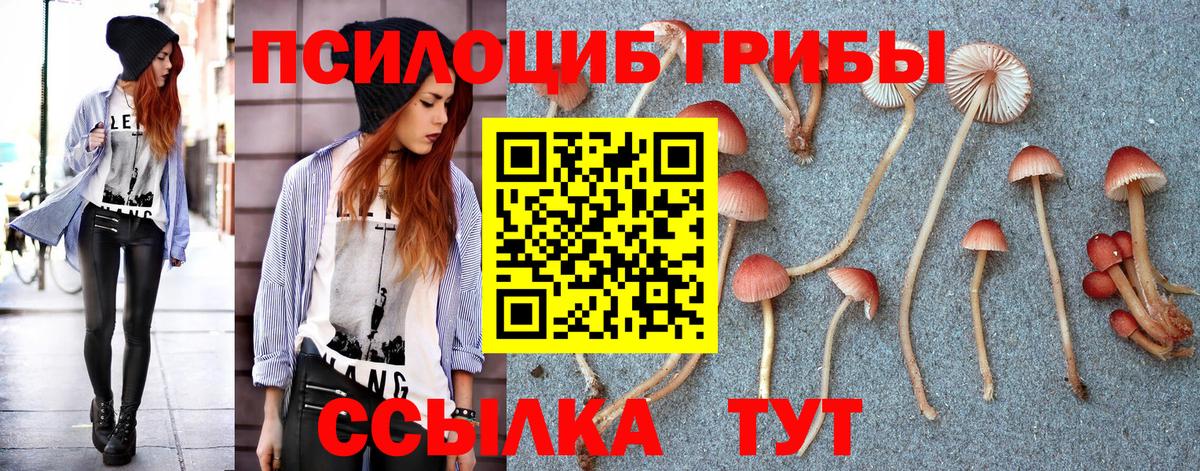 Псилоцибиновые грибы Cubensis Дербент